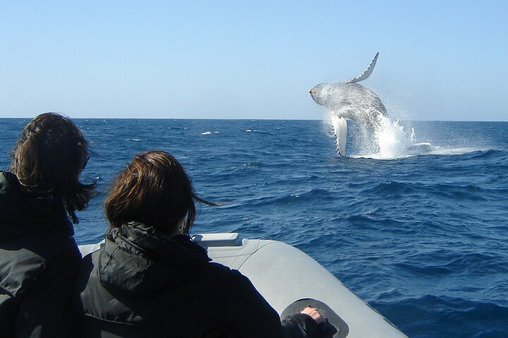3-Hour Guided Whale & Dolphin Watching Experience in San Diego - Photo 1 of 9